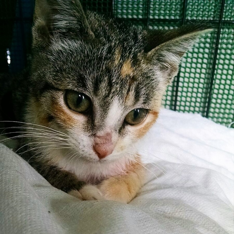 Foto TINA
