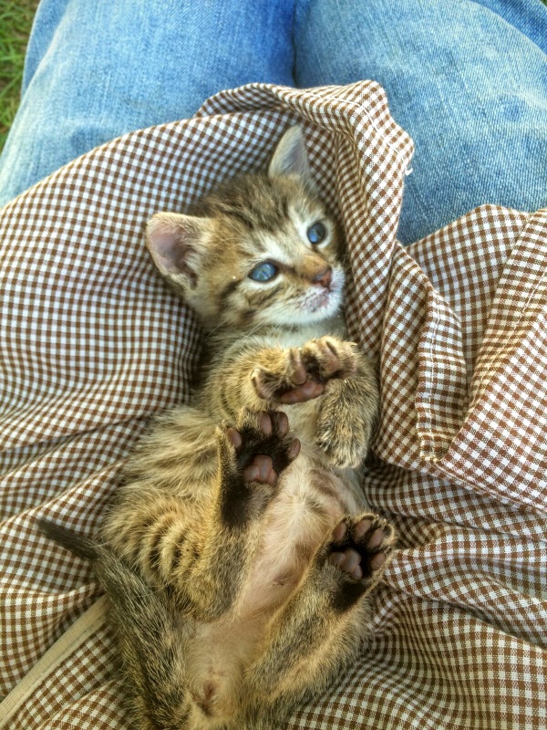 Foto LUNA (ahora Lola)