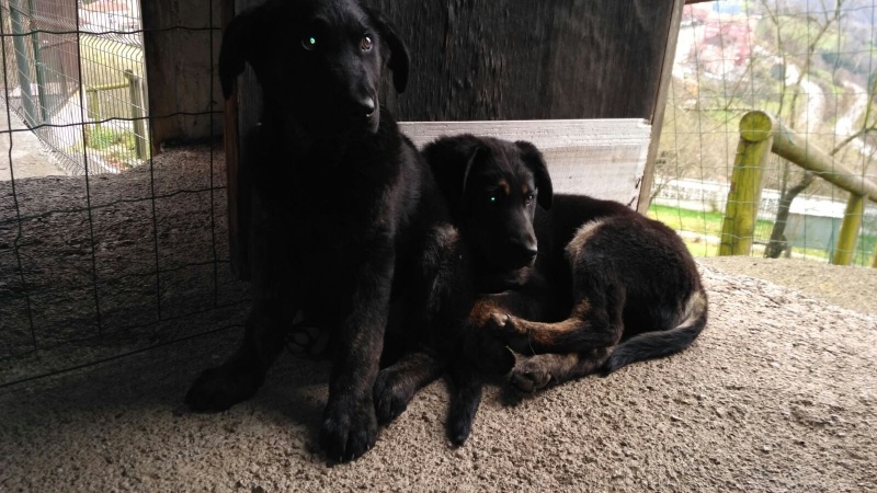 Foto Thor (el mas oscuro)