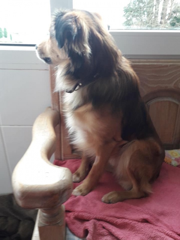 Foto Jaky