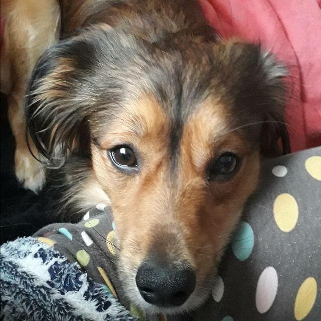 Foto Jaky