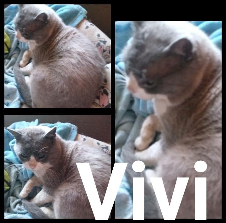 Foto Vivi