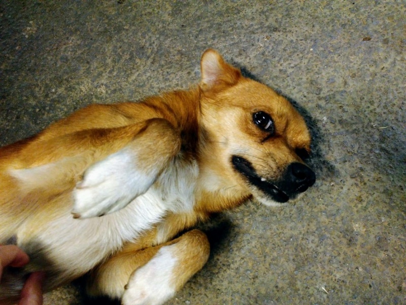 Foto Canito