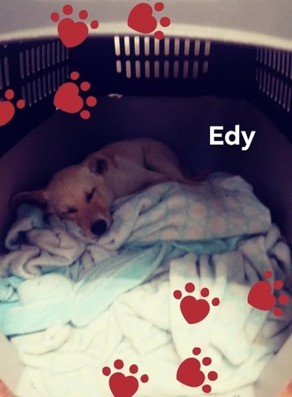 Foto Edy