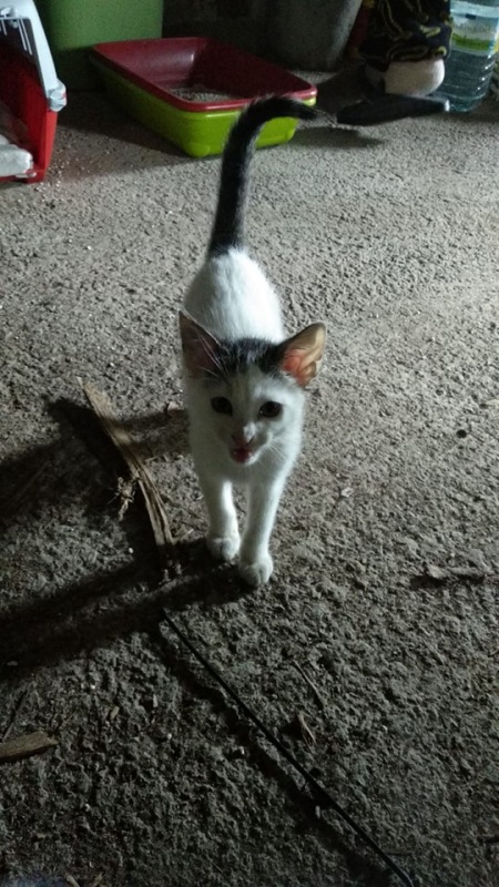 Foto Bogart