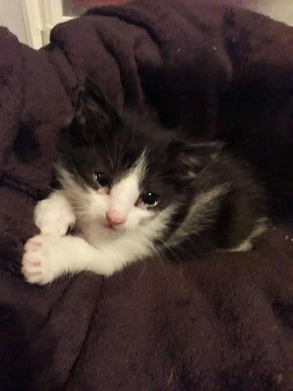 Foto Elvis