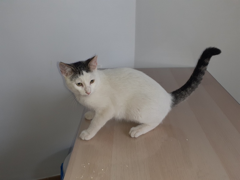 Foto Bogart