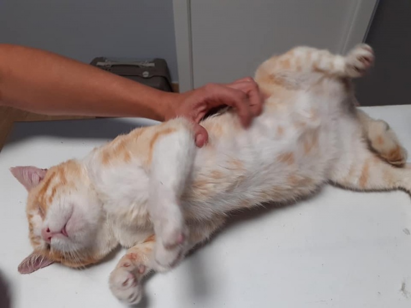 Foto Sebastian y Grey (adopción conjunta)