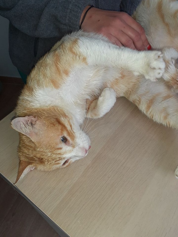 Foto Sebastian y Grey (adopción conjunta)