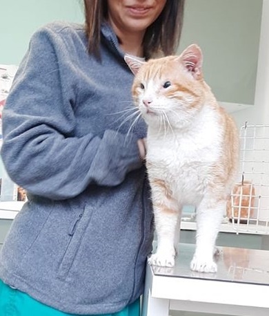 Foto Sebastian y Grey (adopción conjunta)