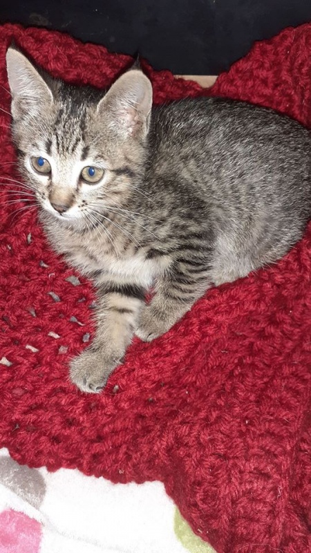 Foto Sebastian y Grey (adopción conjunta)