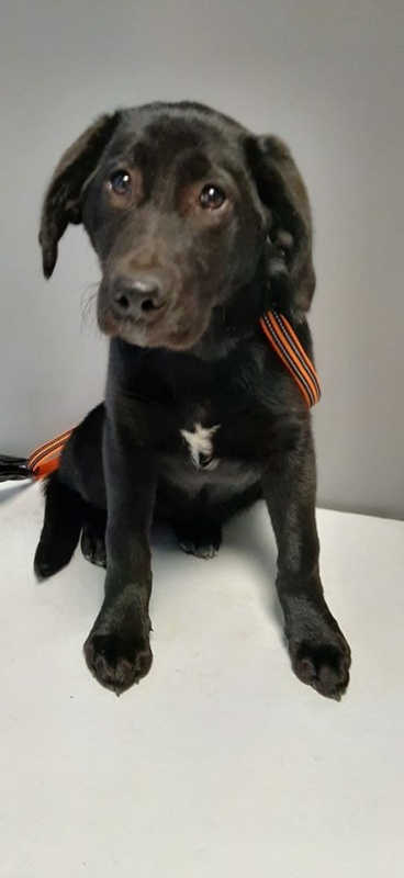 Foto Perla