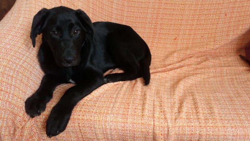 Foto Perla