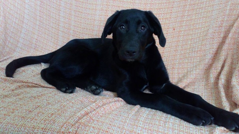 Foto Perla
