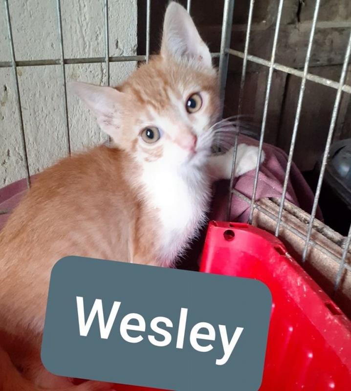 Foto Wesley