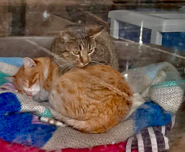 Foto Sebastian y Grey (adopción conjunta)