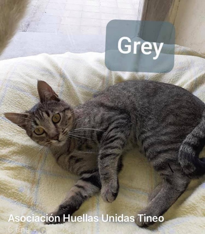 Foto Sebastian y Grey (adopción conjunta)