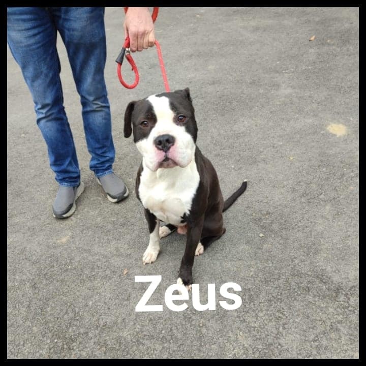 Foto Zeus