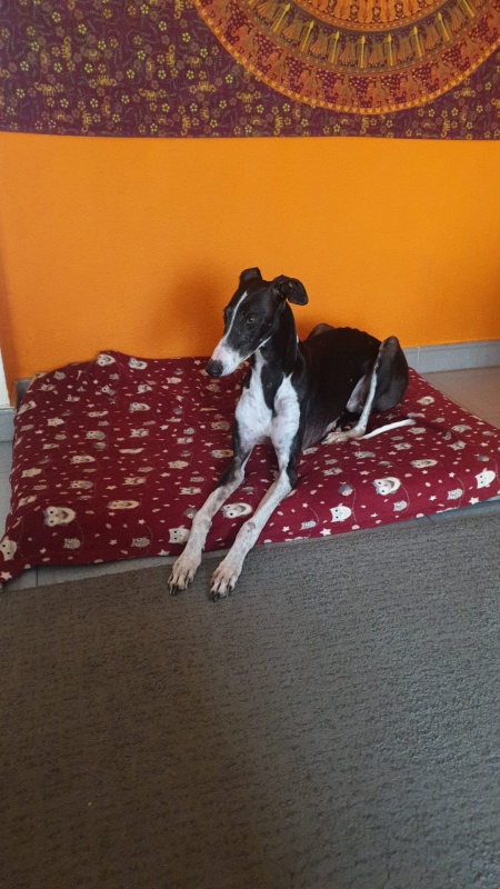 Foto Capy (Capitán)