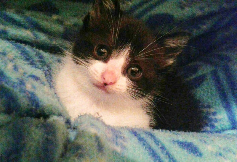 Foto Willow