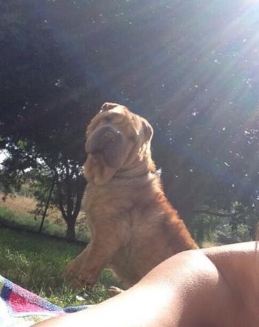 Foto Sharpei