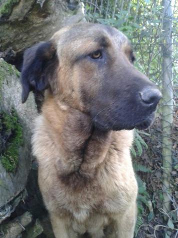 Foto Scooby