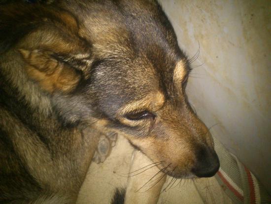 Foto Molly