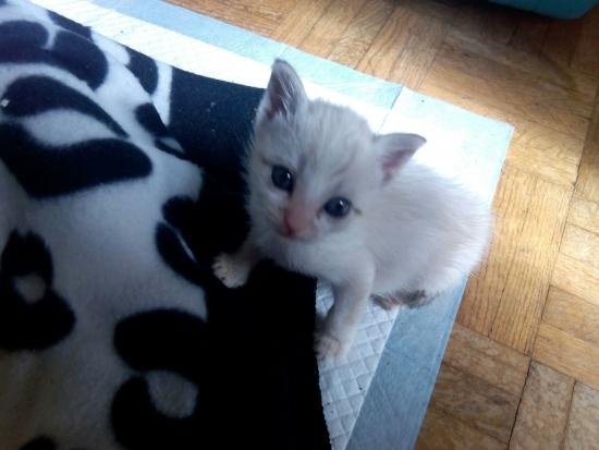 Foto Prim