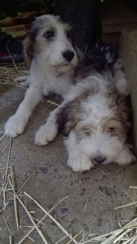Foto Athos