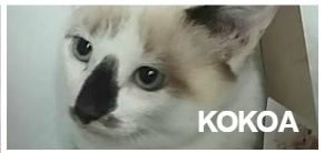 Foto Kokoa