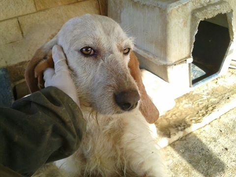 Foto Rufa