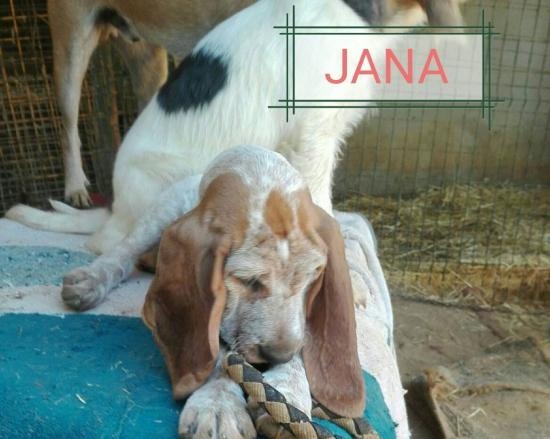 Foto Jana
