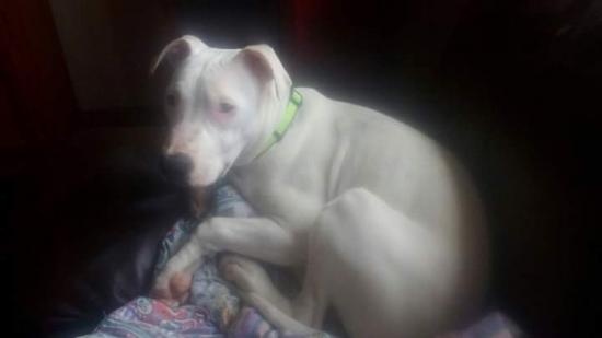 Foto Apolo