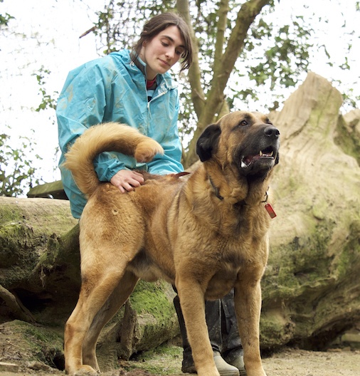 Foto Scooby