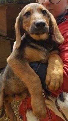 Foto Robin