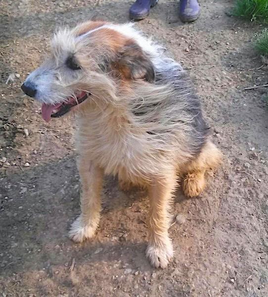 Foto Fresia