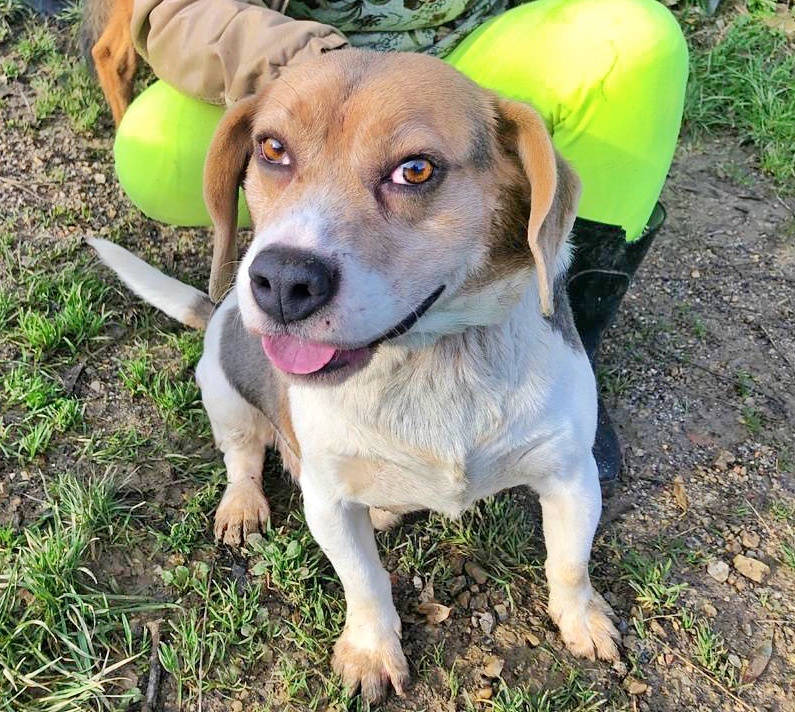 Foto Beagle