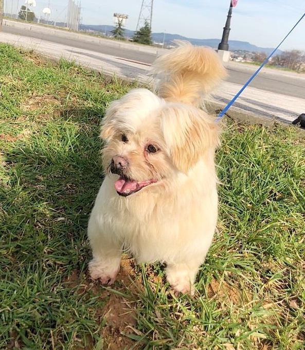 Foto BOLI