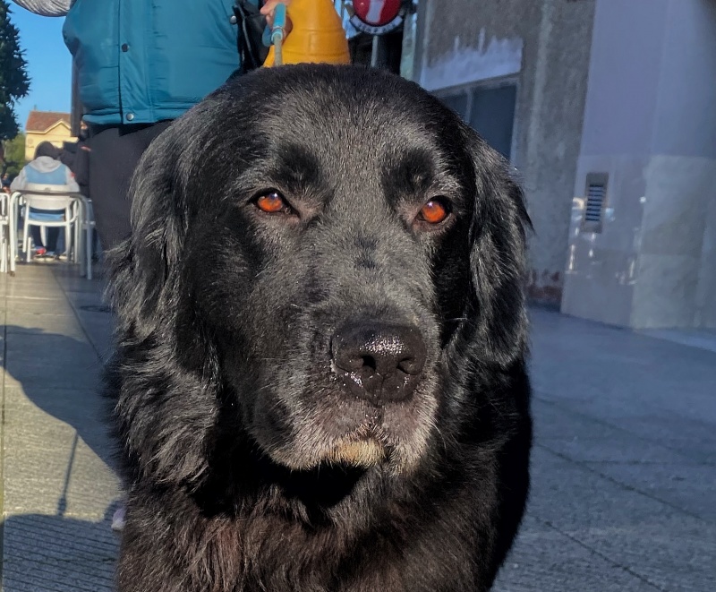 Foto LABRADOR x GOLDEN
