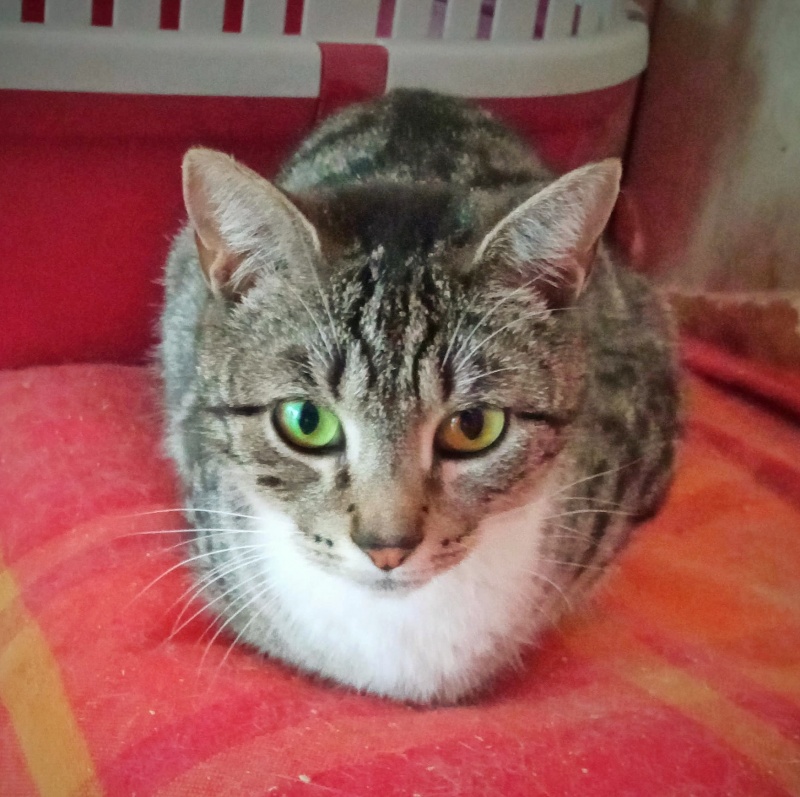 Foto Óliler