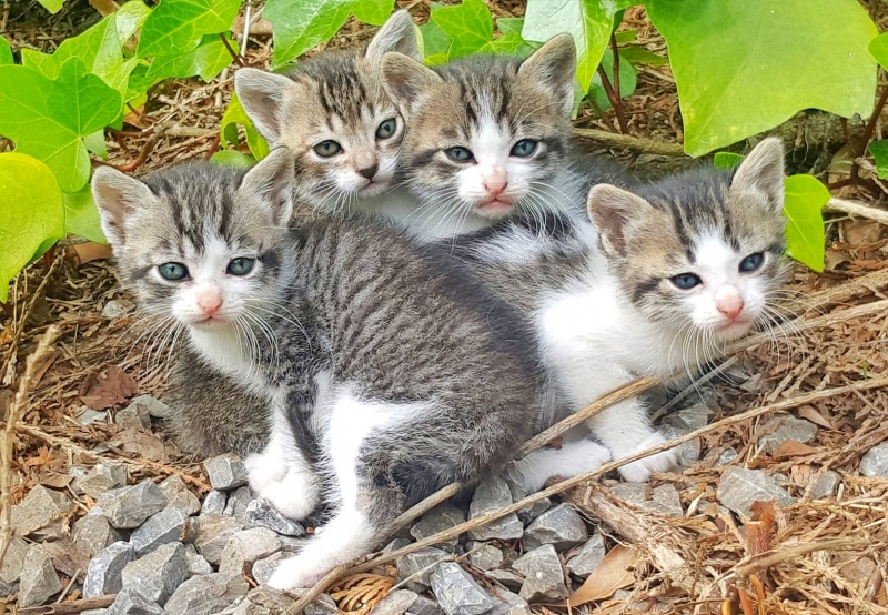 Foto Gatitos
