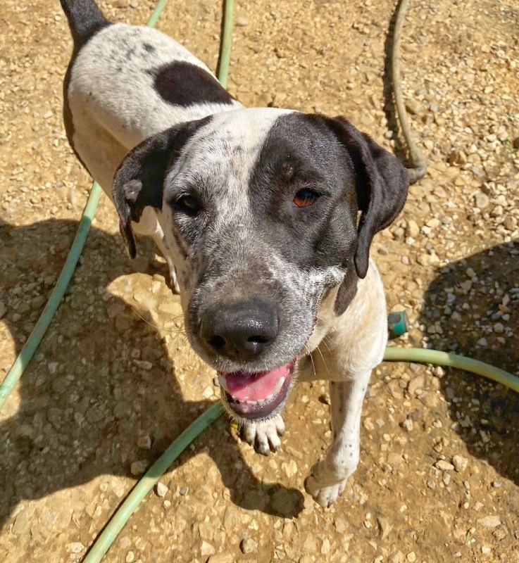 Foto Cachorra mediana
