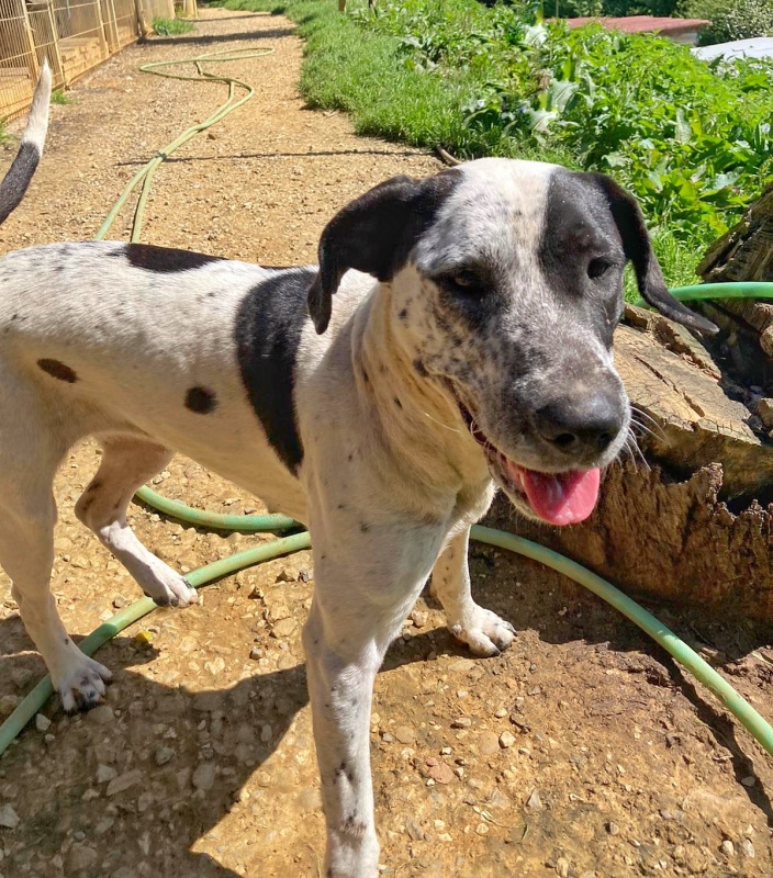 Foto Cachorra mediana