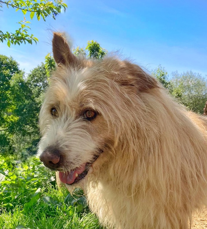 Foto Peludo