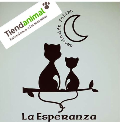 Foto Mercadillo Solidario TiendAnimal en Avilés (Parqueastur)