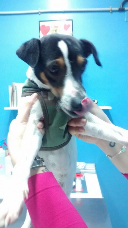 Foto Rocky