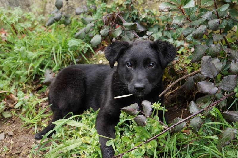 Foto Bamba