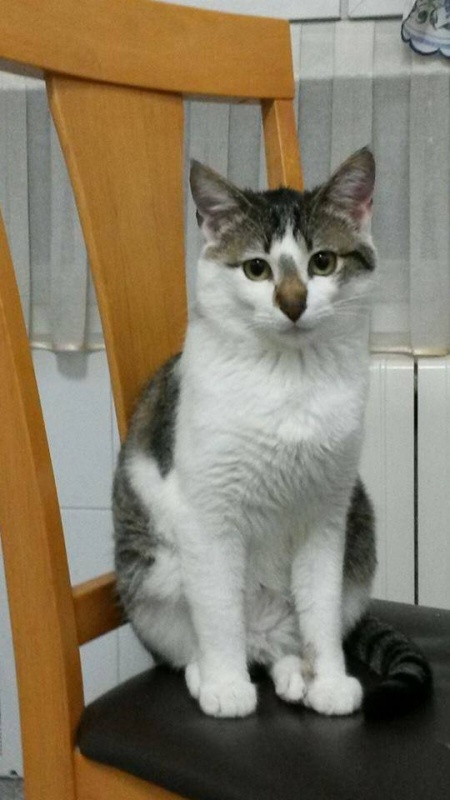 Foto Furbi