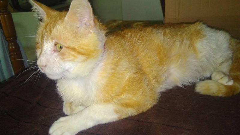 Foto Miko