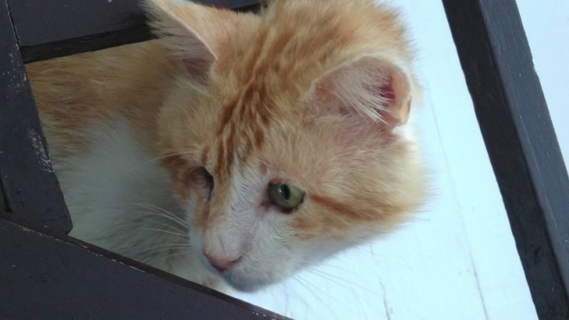 Foto Miko